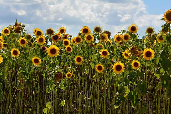 Sunflower Art Print featuring the photograph Fields of Gold by Carolyn Mickulas