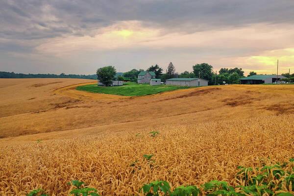 Wheatfields Art Print featuring the photograph Fields of Gold, Illinois by David Gaynor