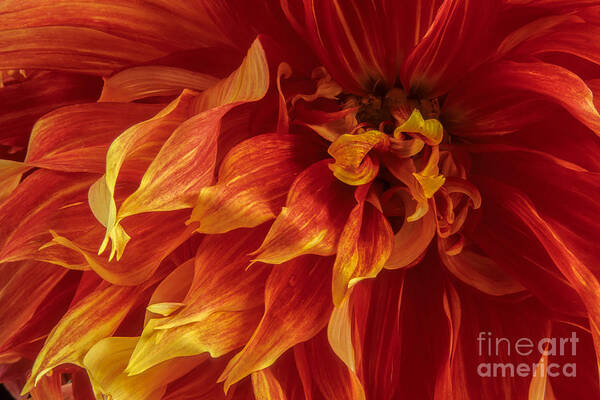 Flower Art Print featuring the photograph Fiery Dahlia by Chris Scroggins