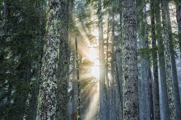 Woods Art Print featuring the photograph Filtered Light by Belinda Greb