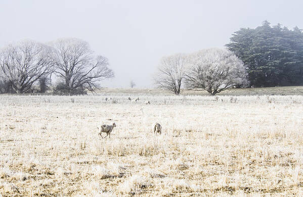 Sheep Art Print featuring the photograph Fingal winter farmyard by Jorgo Photography