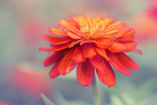Bright Orange Dahlia Art Print featuring the photograph Fire and Ice by Amy Tyler