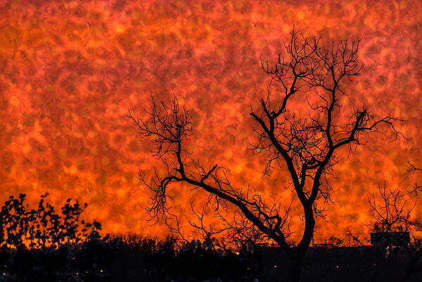 Orange Art Print featuring the photograph Fire in the Sky by Jolynn Reed