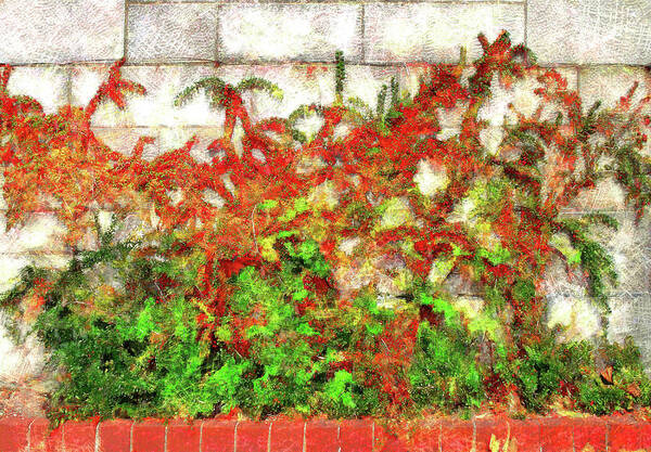 Pyracantha Fire Thorn Vine Red Berries Evergreen Garden Red Bricks Art Print featuring the digital art Fire Thorn - Pyracantha by Leslie Montgomery