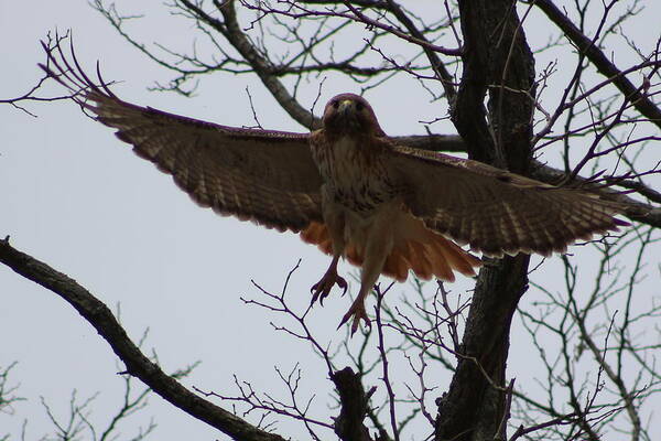 Hawk Art Print featuring the photograph First in Flight by Kelly Gray