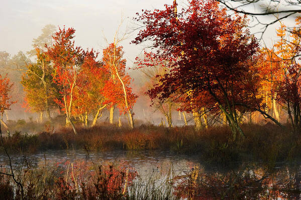 Landscape Art Print featuring the photograph First Light at The Pine Barrens by Louis Dallara