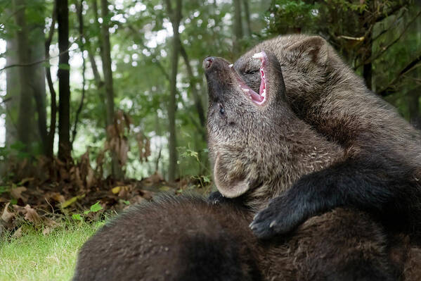 Fisher Art Print featuring the photograph Fisher stretching his neck by Dan Friend