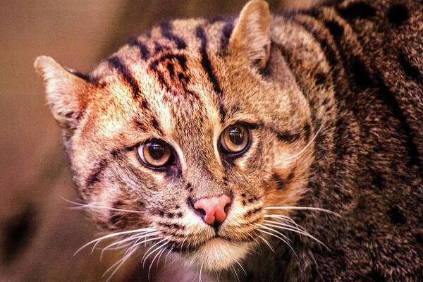 Animal Art Print featuring the photograph Fishing Cat -- National Zoo by Don Johnson