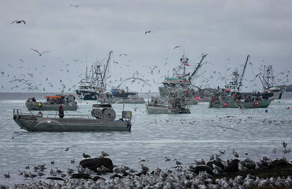 Herring Art Print featuring the photograph Fishing Frenzy by Randy Hall