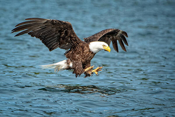 Bald Eagle Art Print featuring the photograph Fishing by Jeanette Mahoney