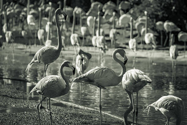 Flamingos Art Print featuring the photograph Flamboyance of Flamingos by Jason Moynihan