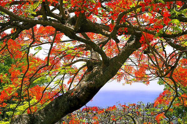 Tree Art Print featuring the photograph Flamboyant Trees- St Lucia by Chester Williams