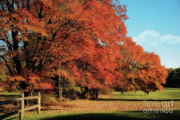 Autumn Art Print featuring the photograph Flame Trees by Lois Bryan