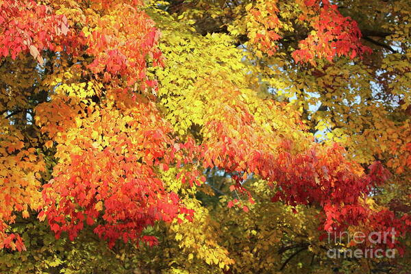 Reid Callaway Autumn Leaves Art Print featuring the photograph Flaming Autumn Leaves Art by Reid Callaway