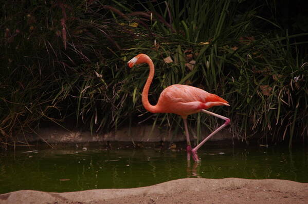 Flamingo Art Print featuring the photograph Flamingo 1 San Diego Zoo by Phyllis Spoor
