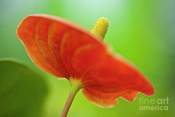 Anthurie Art Print featuring the photograph Flamingo Flower 2 by Heiko Koehrer-Wagner