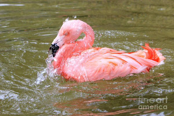 Flamingo Art Print featuring the photograph Flamingo Fun by Kathy White