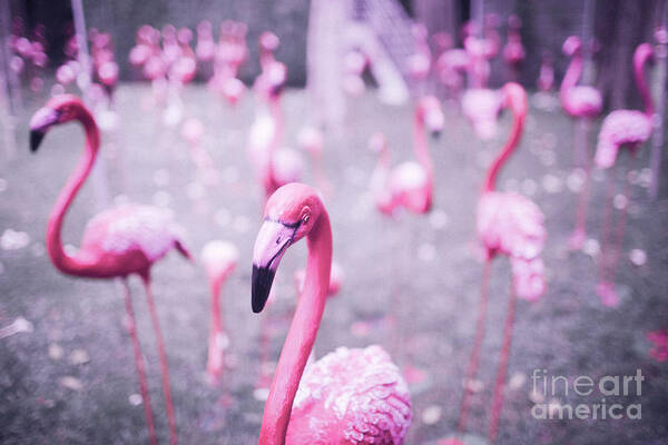 Animals Art Print featuring the photograph Flamingo by Setsiri Silapasuwanchai