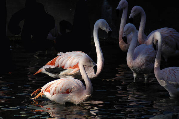 Flamingo Art Print featuring the photograph Flamingo Study - 2 by DArcy Evans
