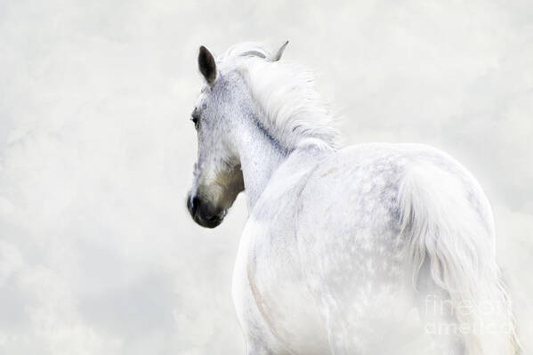 Action Art Print featuring the photograph Dapple Grey Horse by Ethiriel Photography