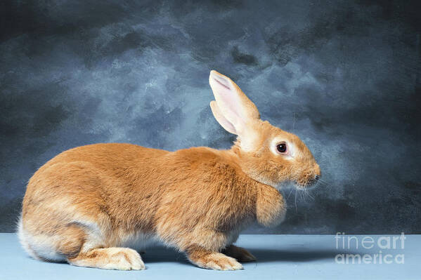 Animal Art Print featuring the photograph Flemish Giant Rabbit by Les Palenik