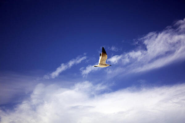 Seagull Art Print featuring the photograph Flight in the Blue Sky by Kristen Vota