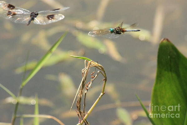 Dragonflies Art Print featuring the photograph Flight of the Dragonflies by Terri Mills