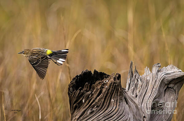 Warbler Art Print featuring the photograph Flight Of The Driftwood Butterbutt by DB Hayes