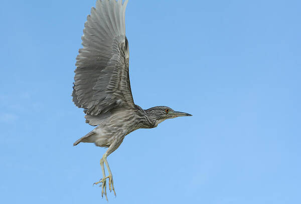 Juvenile Black Crowned Night Heron Art Print featuring the photograph Flight of the Night Heron by Fraida Gutovich
