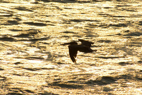 Bird Art Print featuring the photograph Flight of the pelican by Andreas Freund