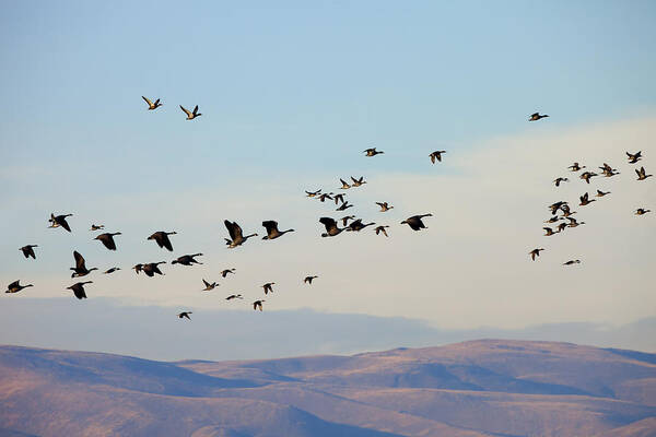 Waterfowl Art Print featuring the photograph Flight of the Waterfowl by Michael Dawson