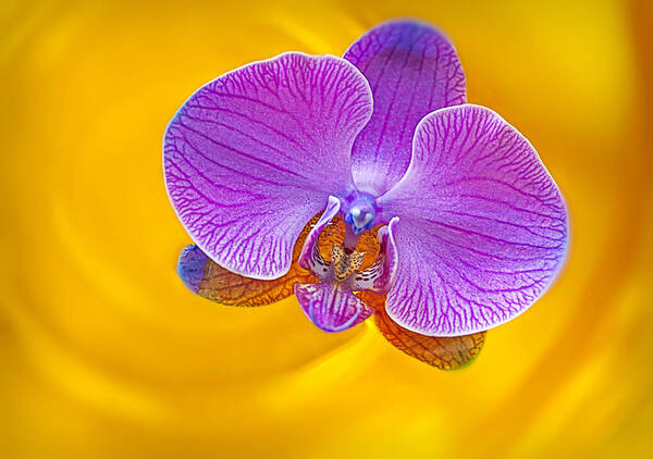 Orchid Art Print featuring the photograph Floating Orchid by Susan Candelario