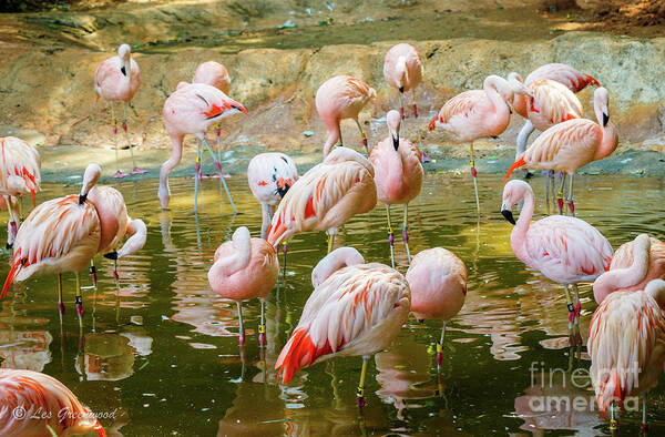 Flamingos Art Print featuring the photograph Flock of Flamingos by Les Greenwood