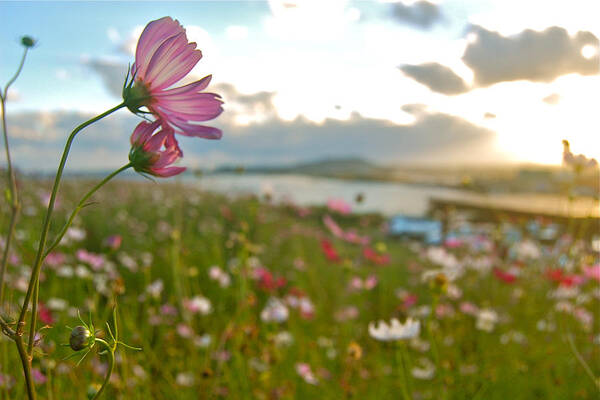Wild Flowers Art Print featuring the photograph Floral Sunset by HweeYen Ong