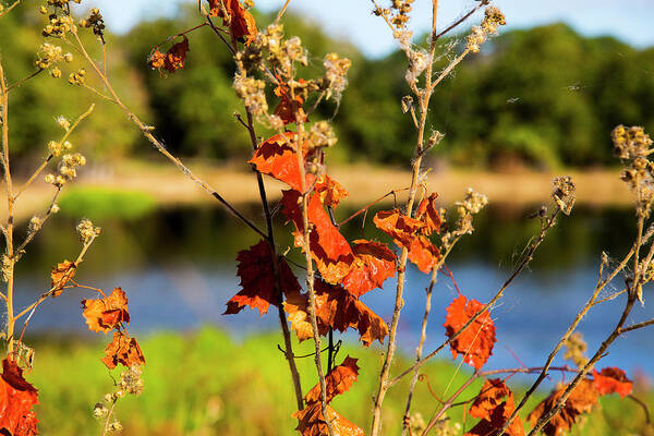 Fall Art Print featuring the photograph Florida Fall Leaves by Dart Humeston