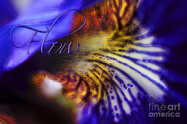 Iris Art Print featuring the photograph Flow of the Iris by Joy Gerow