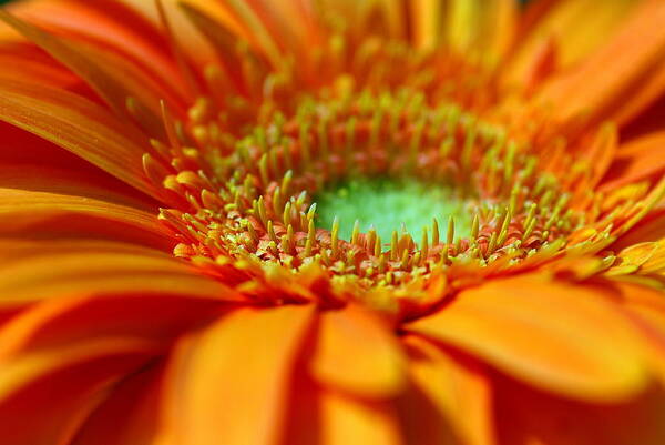 Macro Art Print featuring the photograph Flower by Catherine Lau