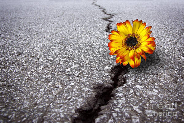 Abstract Art Print featuring the photograph Flower in asphalt by Carlos Caetano