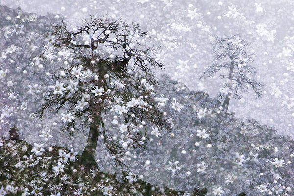 Fantasy Art Print featuring the photograph Flower Shower by Ed Hall