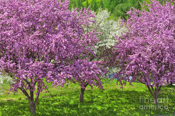 Spring Art Print featuring the photograph Flowering Crabapples by Alan L Graham