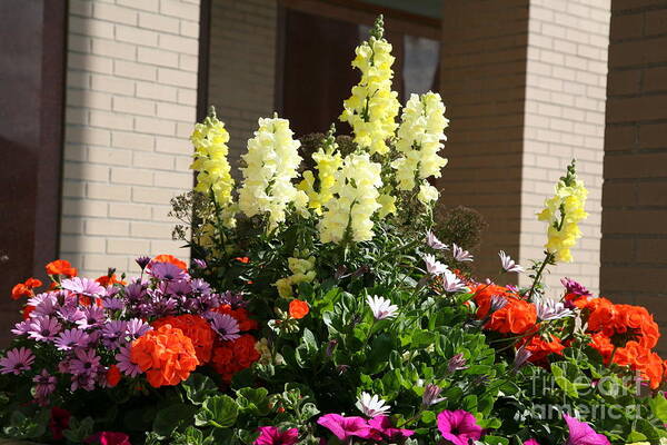 Flowers Art Print featuring the photograph Flowers outdoors Assorted by Chuck Kuhn