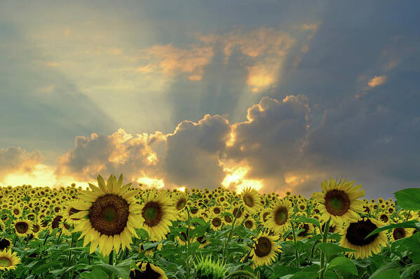 Sunflowers Art Print featuring the photograph FLOWERS, PILLARS AND RAYS, His Glory will Shine by Janice Adomeit