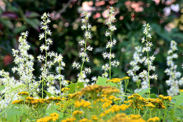 Flowers Art Print featuring the photograph Flowers Sparkling Above the Tansies by John Meader