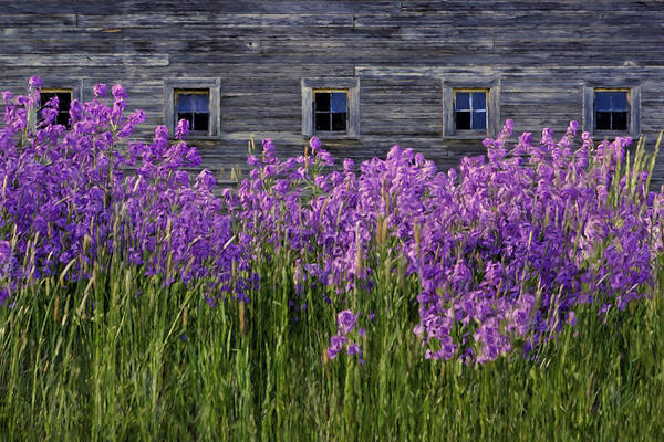Weathered Barn Art Print featuring the photograph Flowers - Windows in Weathered Barn - 2 by Nikolyn McDonald
