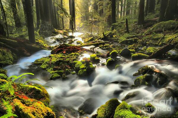 Sol Duc Art Print featuring the photograph Flowing To The Light by Adam Jewell