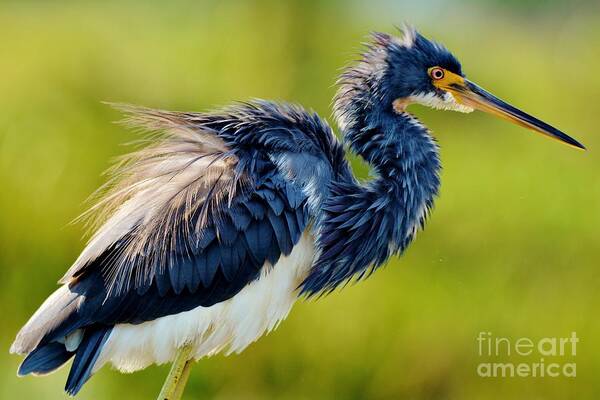 Tri Color Heron Art Print featuring the photograph Fluffed Up by Julie Adair