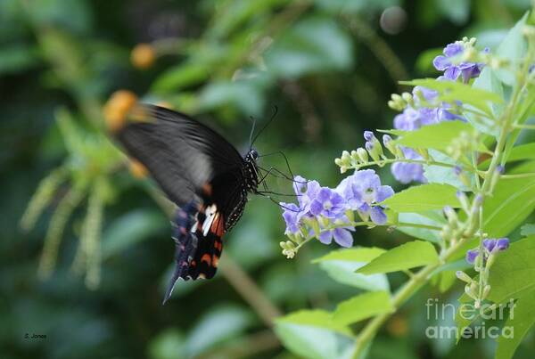 Butterfly Art Print featuring the photograph Fly in Butterfly by Shelley Jones