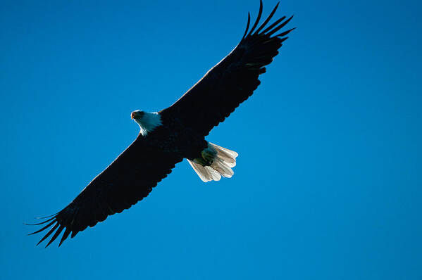 Eagle Art Print featuring the photograph Fly Over by Paul Mangold
