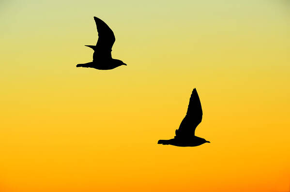 Bird Art Print featuring the photograph Flying at Sunset by Steven Michael
