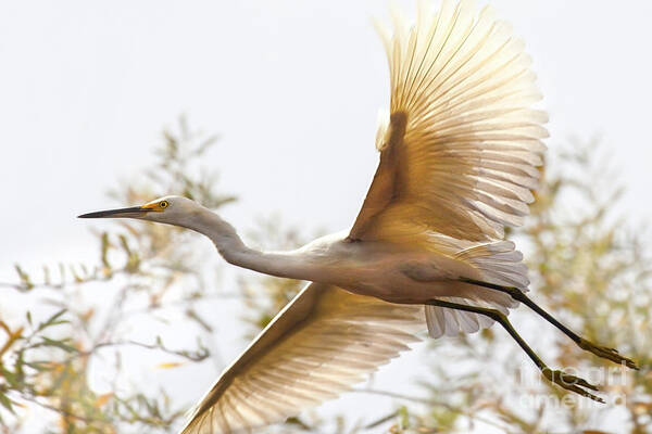 Egret Photography Art Print featuring the photograph Flying Egret by Jerry Cowart